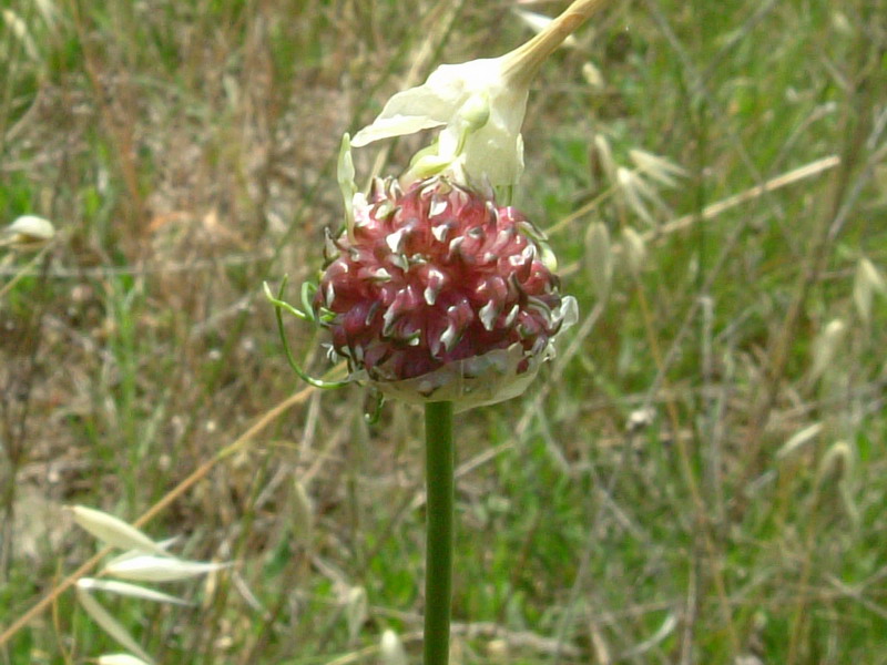 Allium nigrum ?